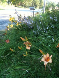 Obligatory Front Garden photo