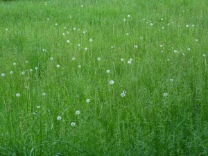 dandelion dots