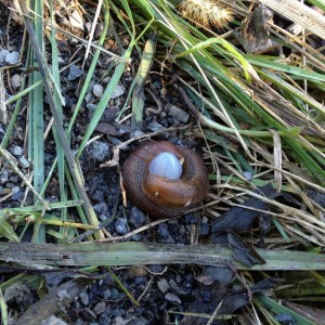 slugs, mating