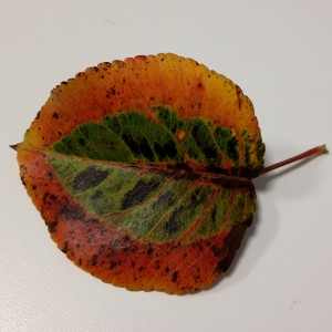 Leaf 1