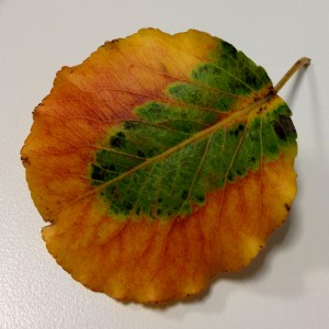 Leaf 2