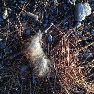 found fur