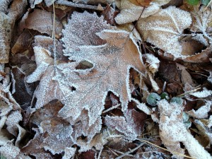 frosted oak