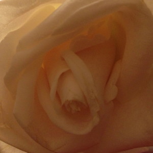 Rose 1 closeup