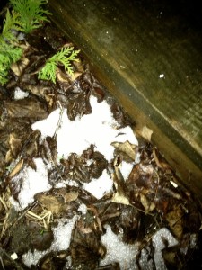 April Snow
