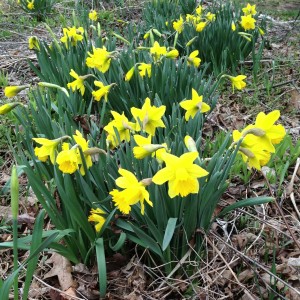 daffodils 2013 - square